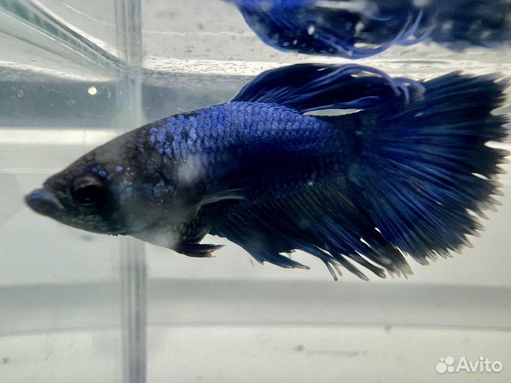 Рыбка петушок