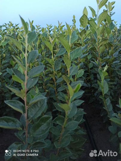 Кизильник блестящий, Роза морщинистая