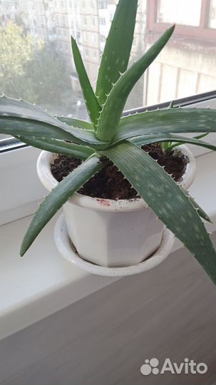 Алоэ лечебный