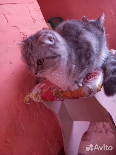 Шотландская