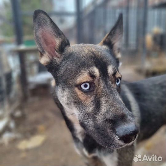 Бильбо ищет дом