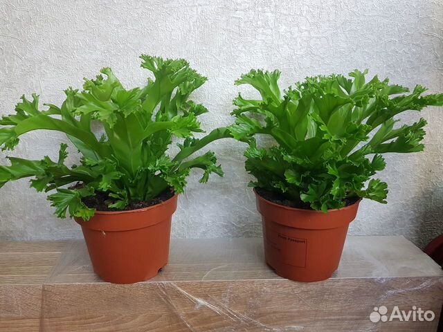 Асплениум антикум. Асплениум antiquum. Папоротник асплениум лесли. Асплениум лесли. Асплениум антикум осака.