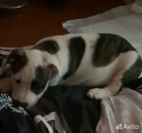 Выгул собак и зооняня 16 лет