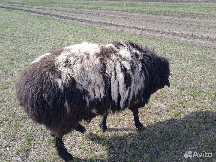Баран, овца с ягнёнком, курдючные