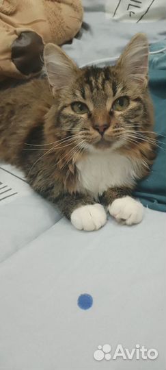 Кошка Мила