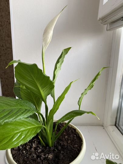 Спатифиллум Женское счастье