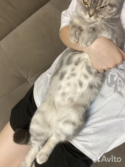 Кошка на вязку