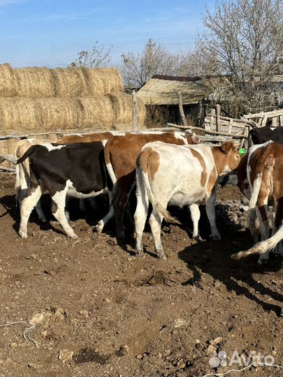 Телки и коровы