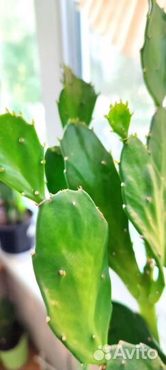 Опунция (Заячьи уши)