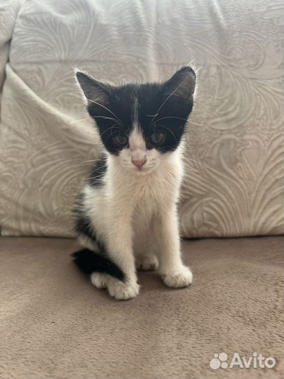 Котенок мальчик бесплатно