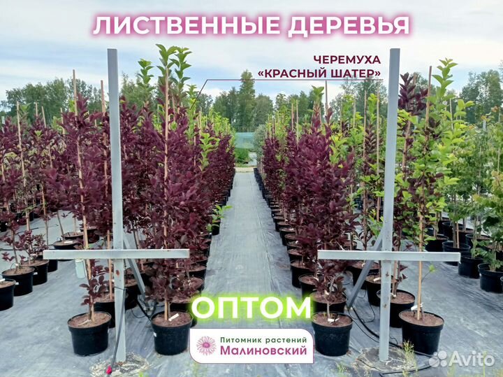 Декоративные деревья лиственные Саженцы Оптом