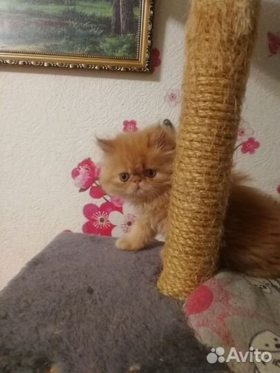 Котята персидские