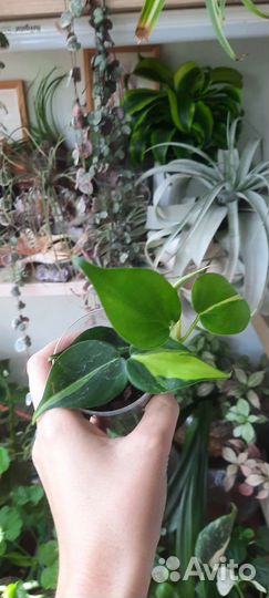 Эпипремнумы, сциндапсусы, филодендроны