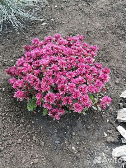 Почвопокровные красавцы