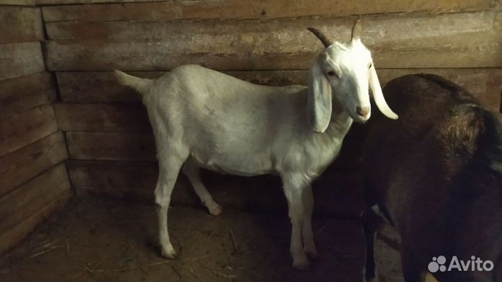 Нубийские козы