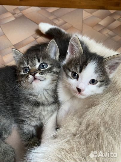 Котята от кошки сноу-шу