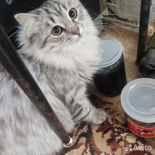 Красивые кошки