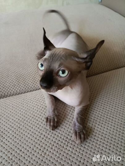 Сфинкс эльф котёнок