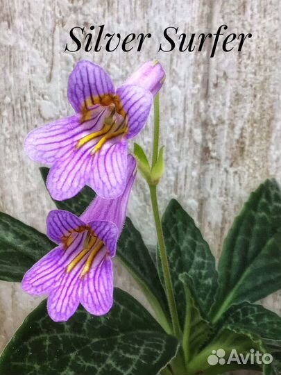 Примулина /Хирита/ детки