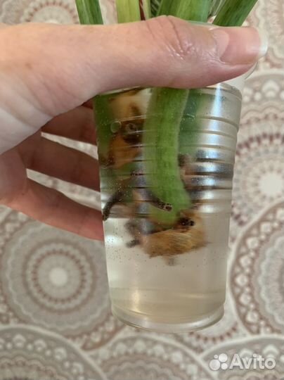 Филодендрон биркин white