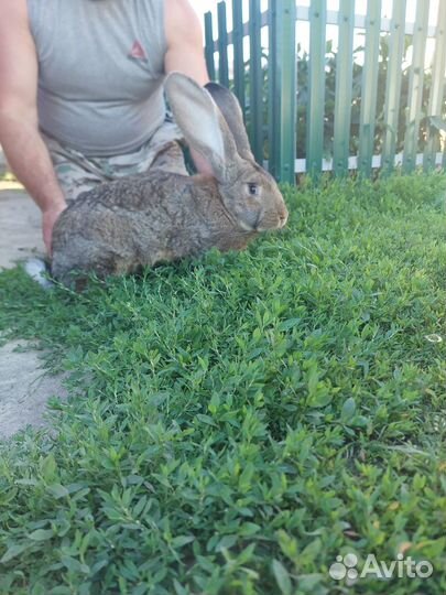 Продаю Кроликов породы Ризен