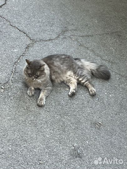 Найден котик