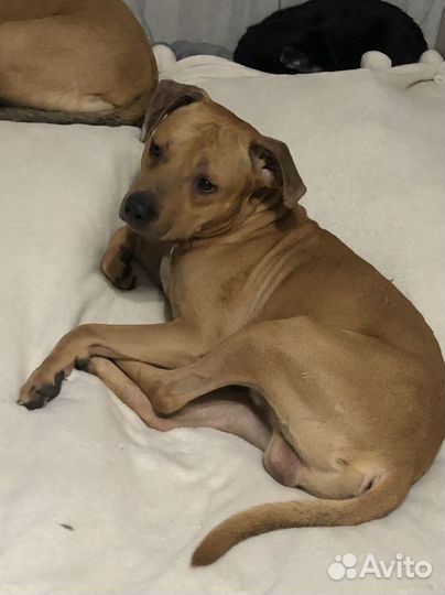 Найдена собака