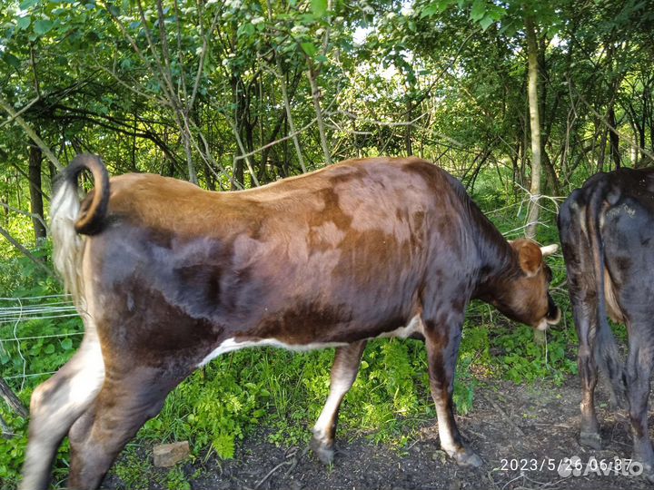 Корова с телятоми продается