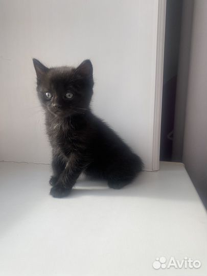 Котята с красивыми глазами