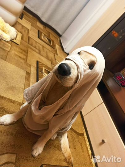 Вязка лабрадор