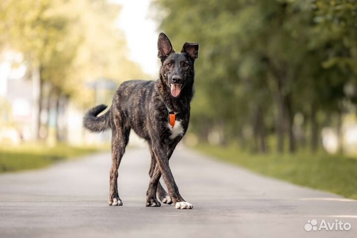 Собака в дар