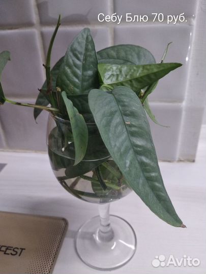 Эпипремнумы и сциндапсусы