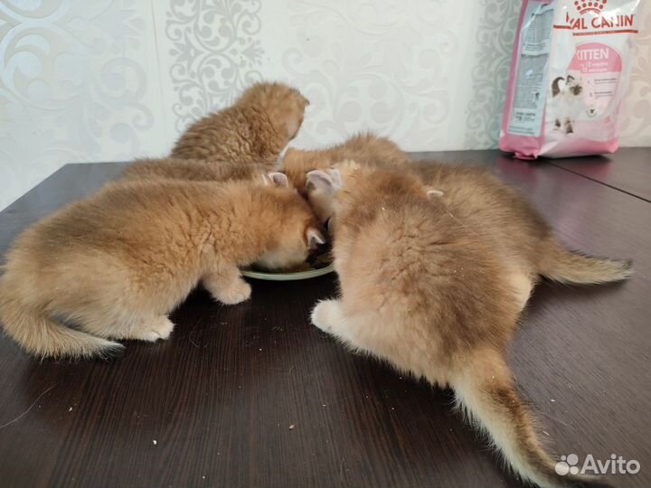 Британская золотая шиншилла