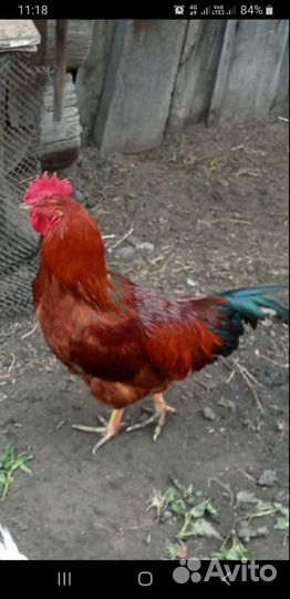 Молодые петухи