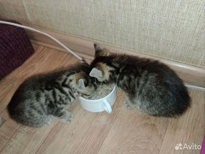 Британская кошка в дар