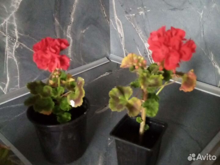 Герань пеларгония