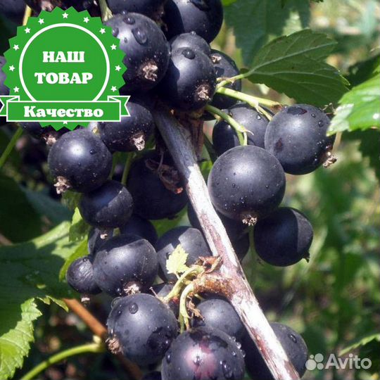 Саженцы Смородина черная Пигмей