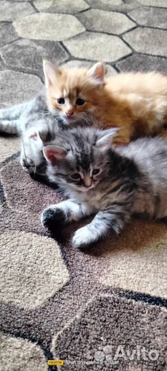 Котята в добрые руки бесплатно
