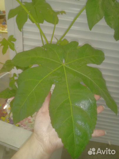 Большой комнатный цветок Фатсия