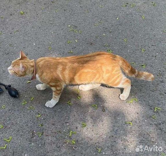 Бьют котёнка породистого