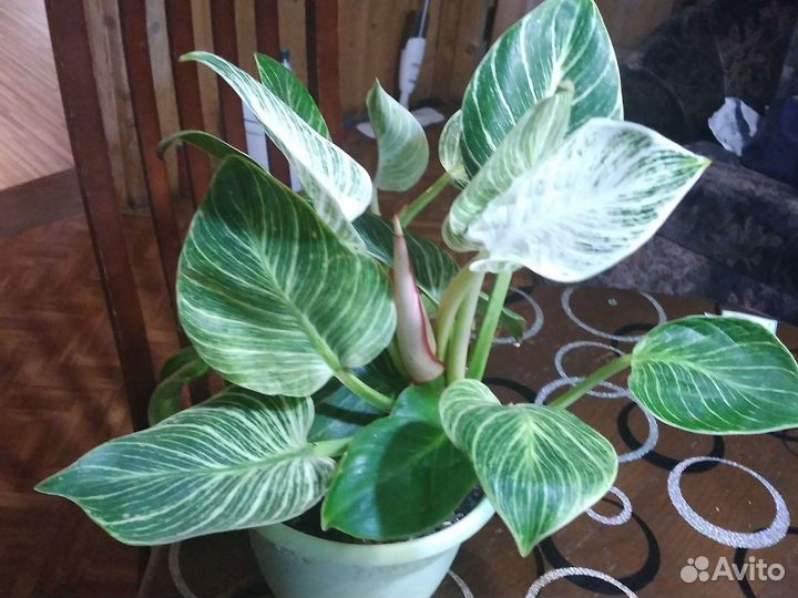 Филодендрон Биркин white