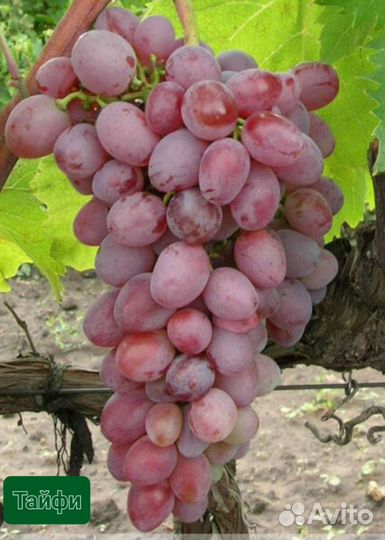 Виноград. Саженцы винограда