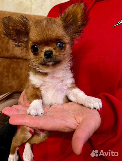 Чихуахуа мини девочка