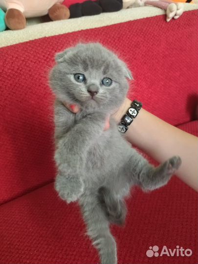 Шотландские котята