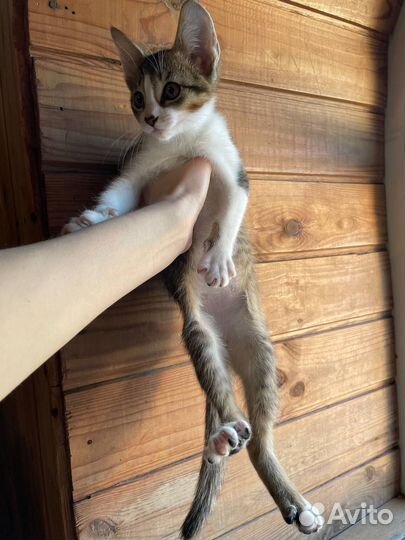 Котенок от абиссинской кошки