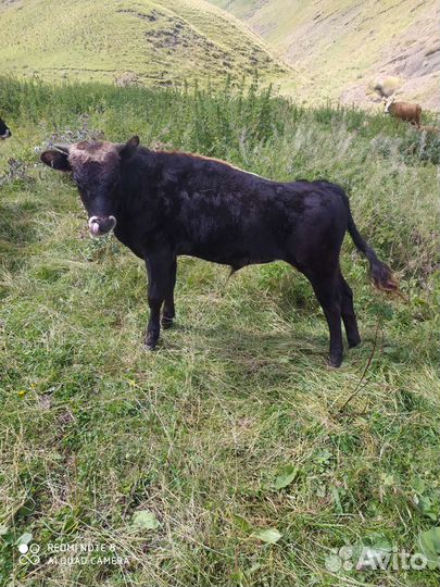 Быки на мясо