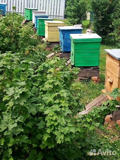 Продаю пчёлосемьи