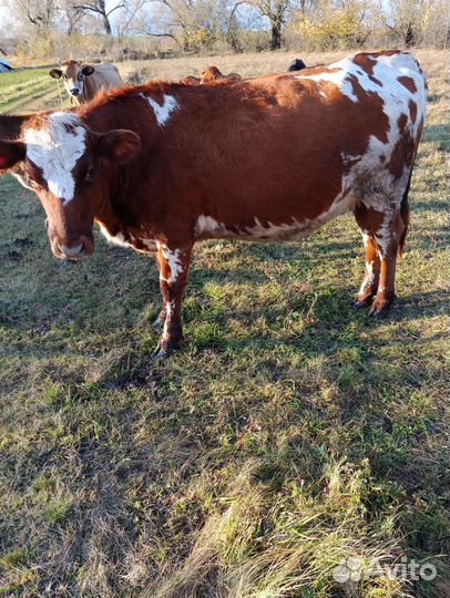 Нетель Айширской породы