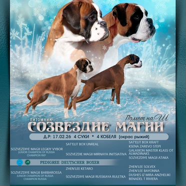 Боксер, щенок