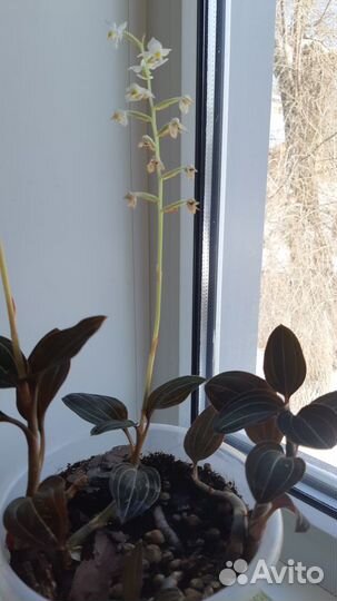 Орхидея - Лудизия двуцветная